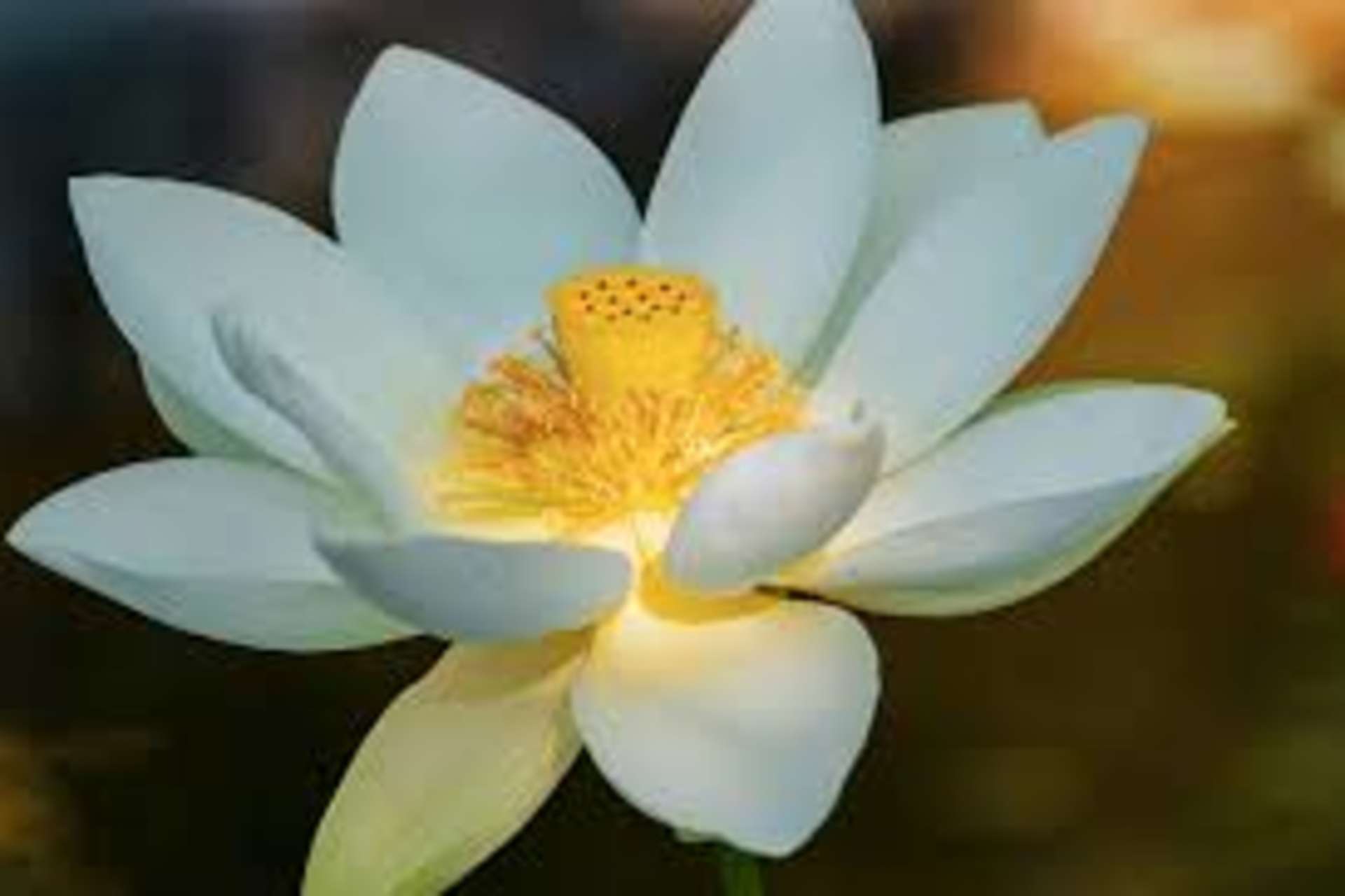 Atelier Bien-être organisé par l'Association Lotus Blanc