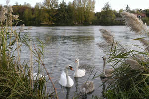Canal de Jonage 